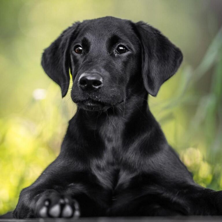 black puppy